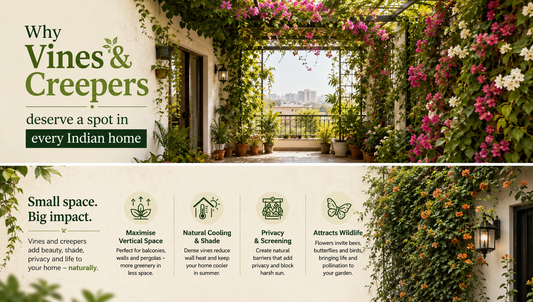 Decorate Your House or Garden with Flowering Vines, Creepers and Climbers | Plant Store