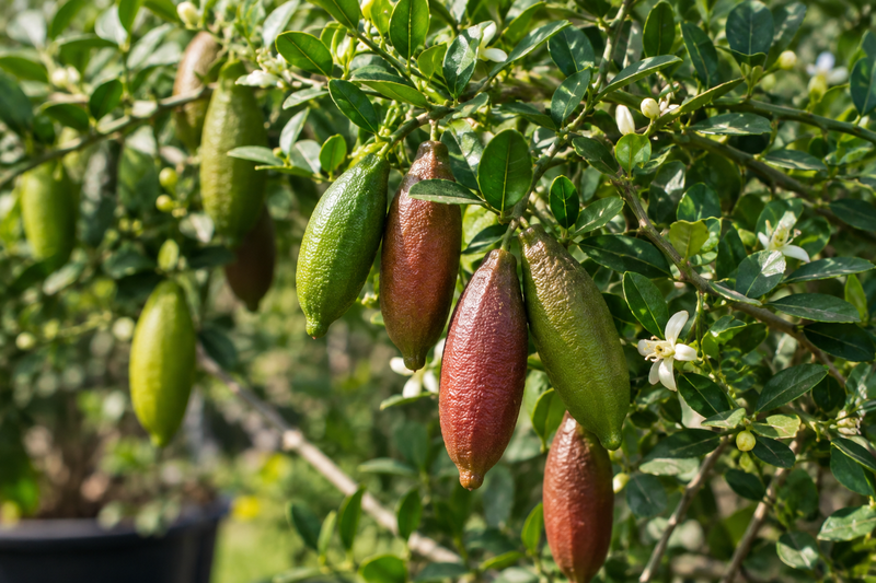Finger Lime Tree | Plant Store