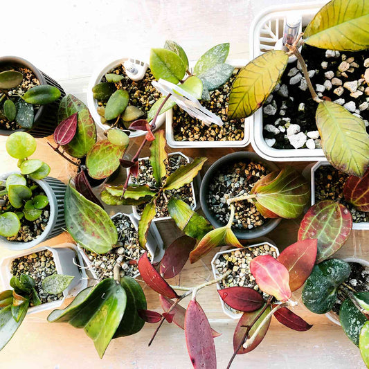 How to Care for Hoya Plants in India - Expert Tips