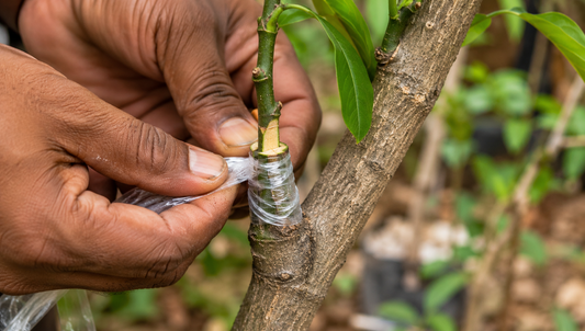 What Is Grafting in Plants | Plant Store