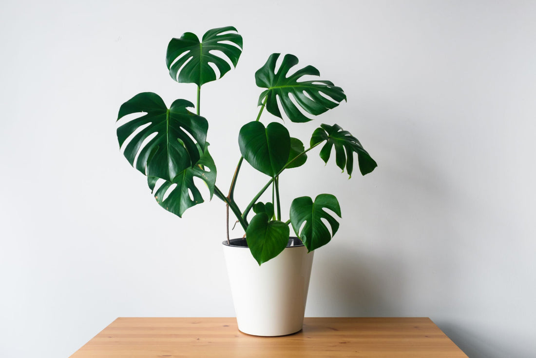 How to care for Monstera Deliciosa plant ?