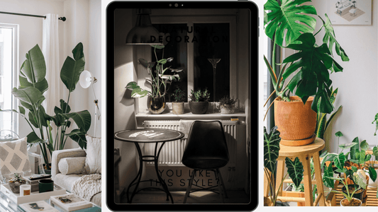 The Benefits of Indoor Plants for Your Home and Health - plant store® 