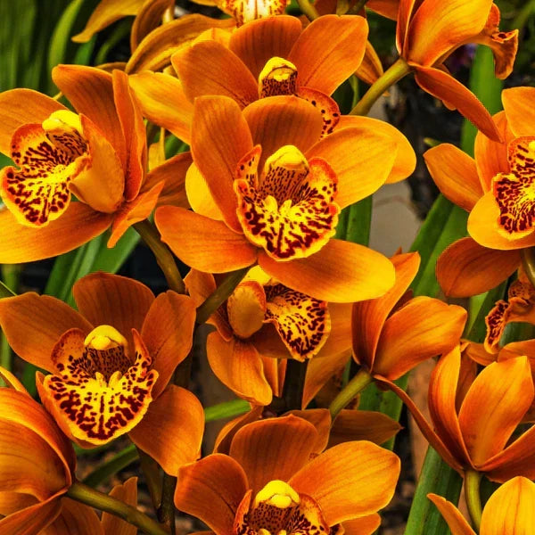 buy flowering bulbs online | Plant Store