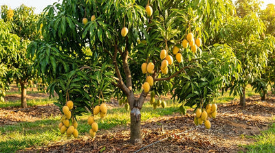 Grafted Fruit Plants | Plant Store 