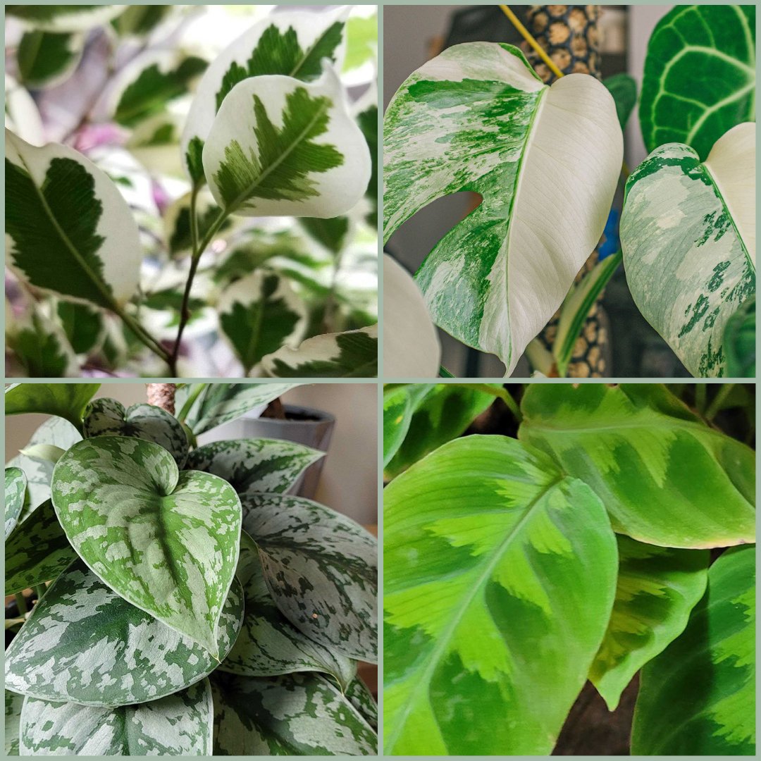 How to care for Variegated Plants ?