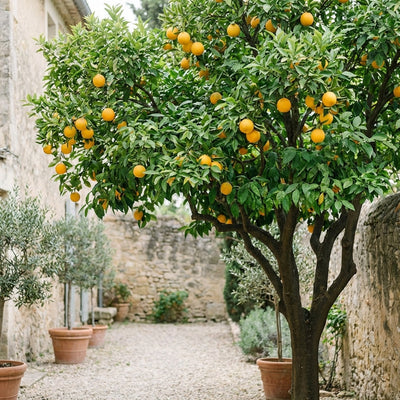 Fruit Trees