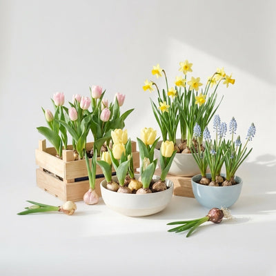 Bulbs