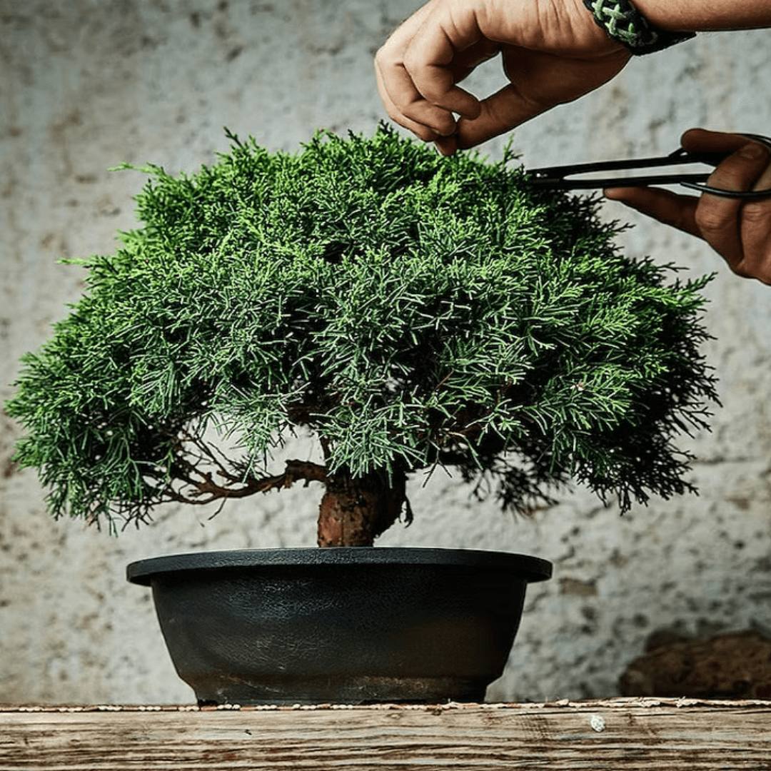Bonsai Plants - plant store® 