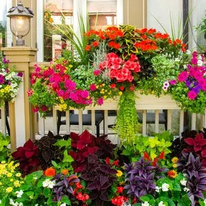 Outdoor Plants