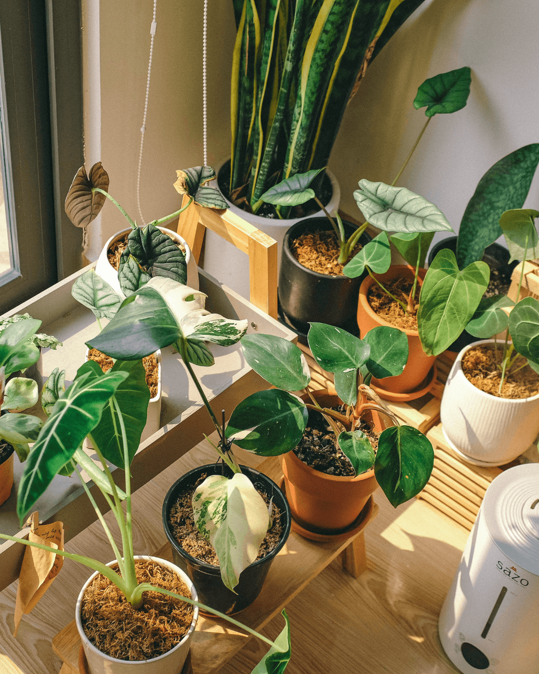 Plants on Sale ! - plant store® 