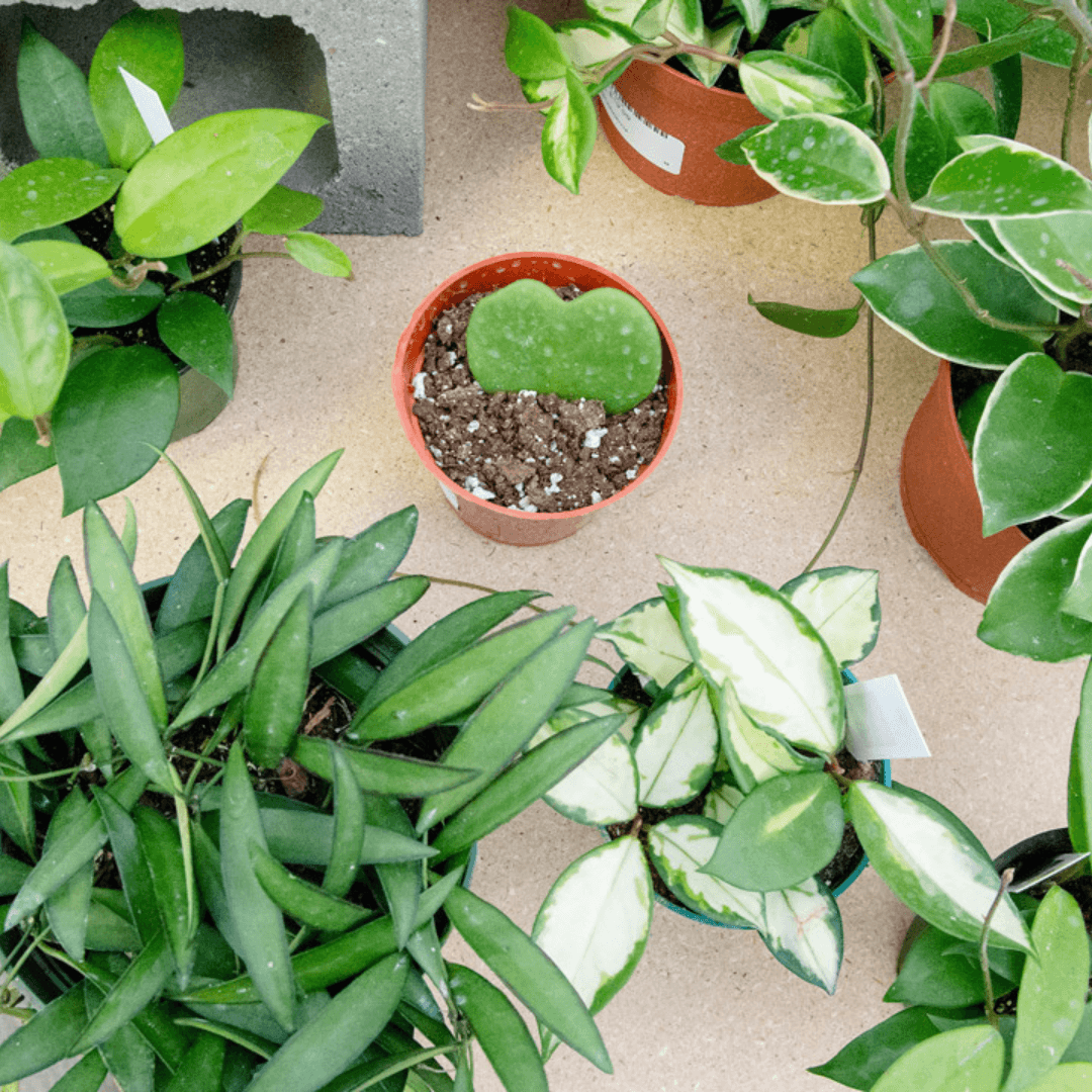 Rare Collectibles - plant store® 