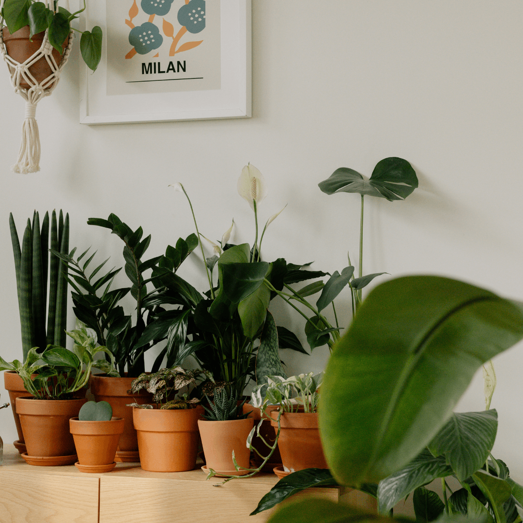 All - plant store® 