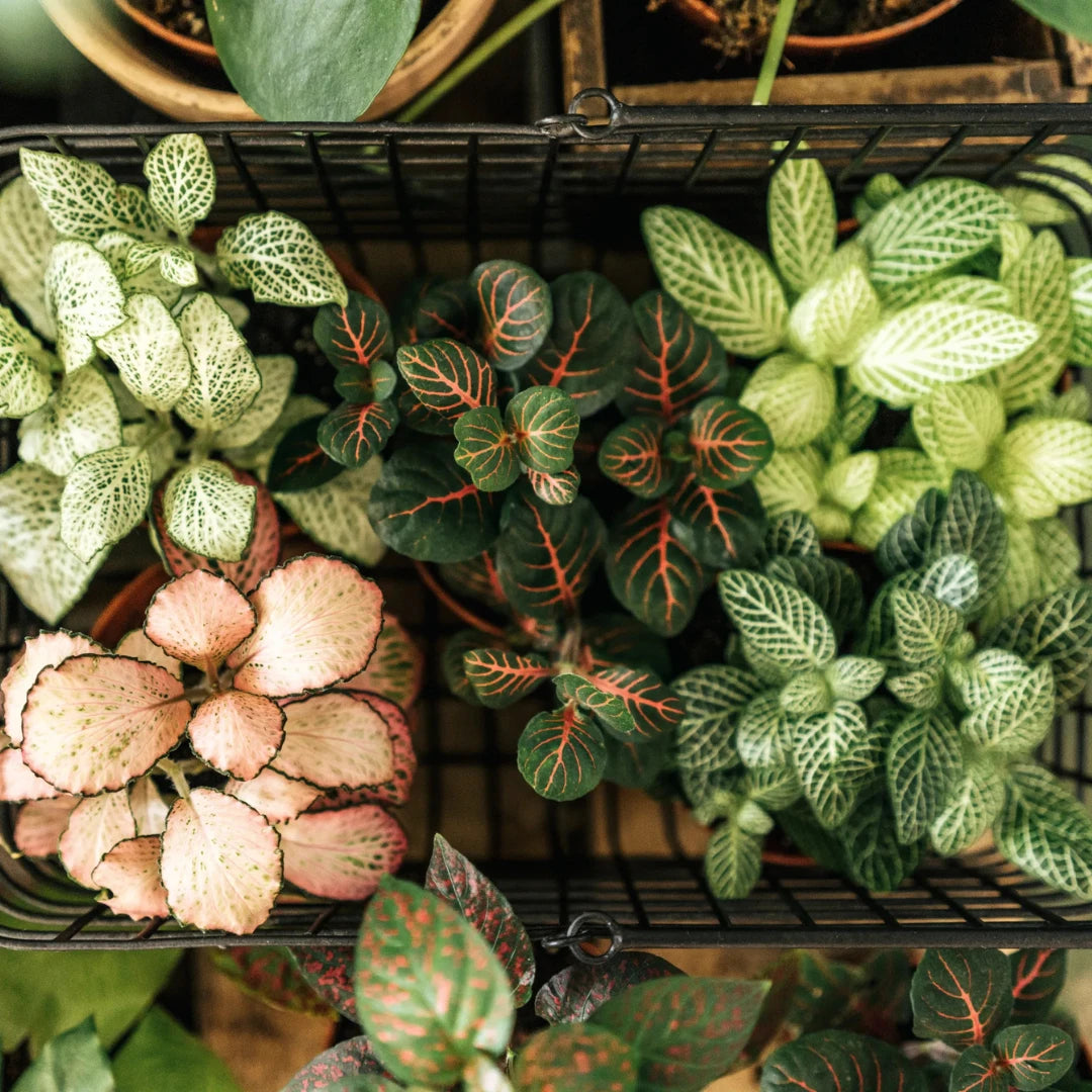 Plant care
