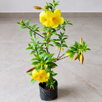 Allamanda Plant