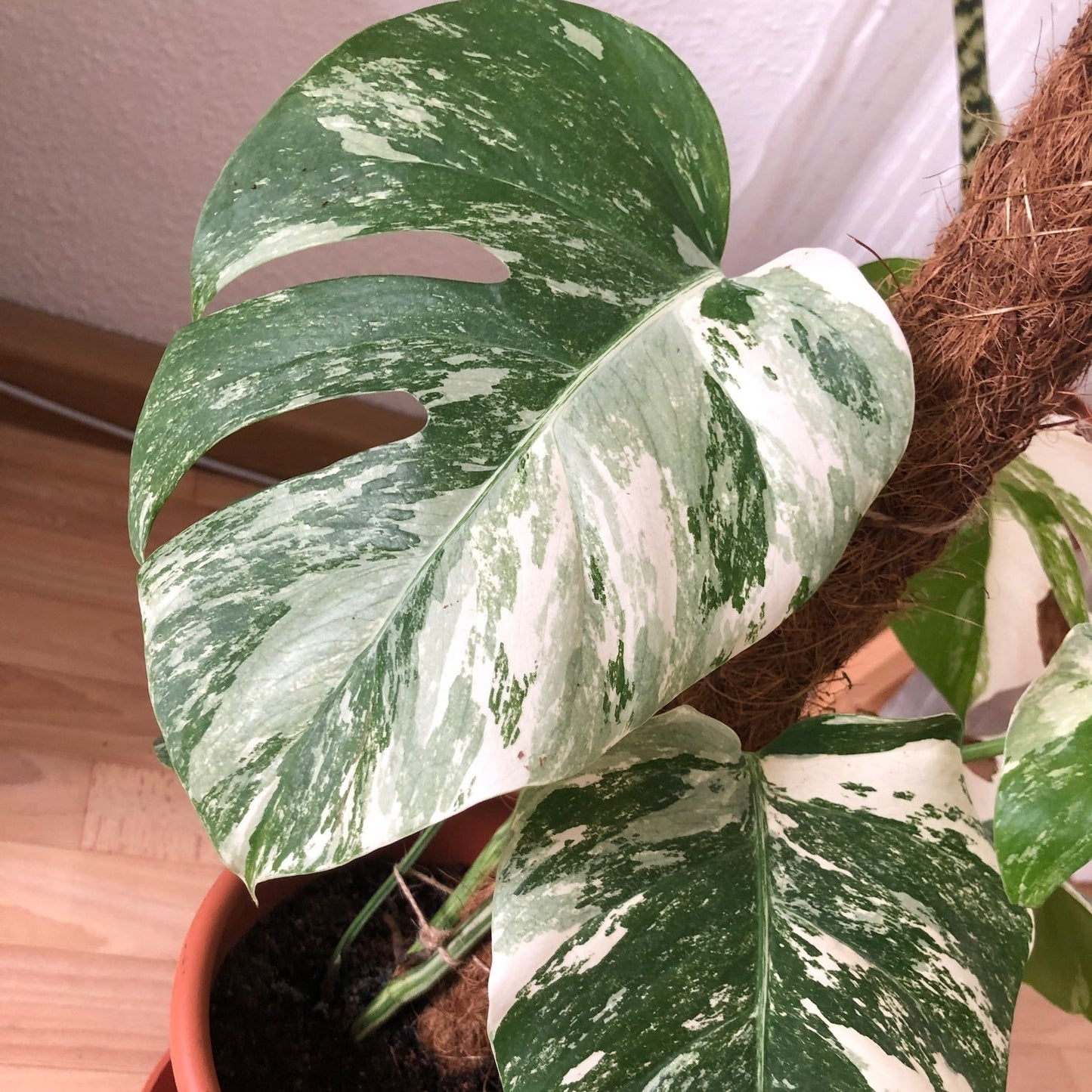 Monstera Albo Variegated