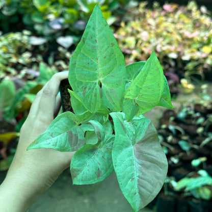 Syngonium Milk Confetti