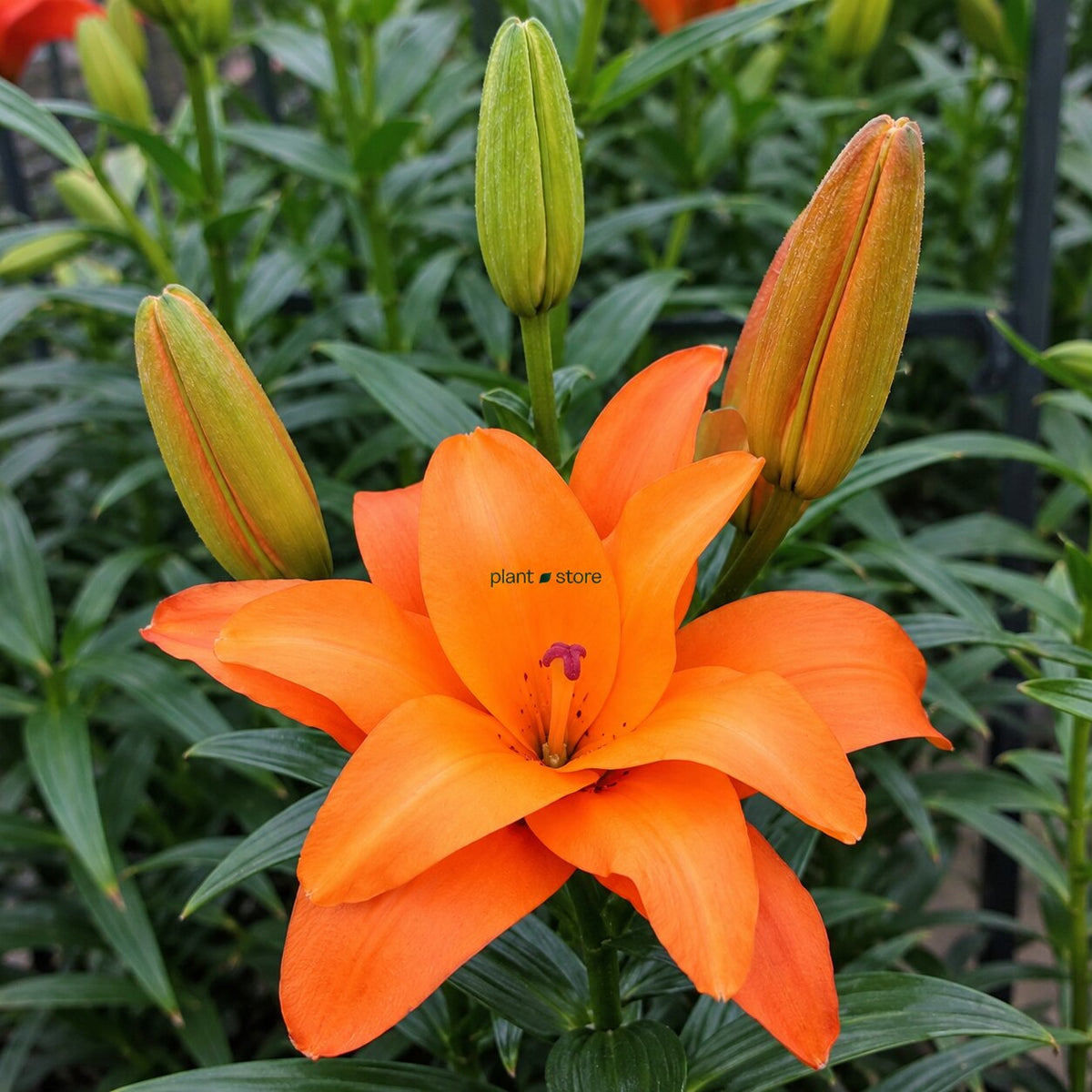 Asiatic Lily Half Time Multi Petal Flowering Bulbs