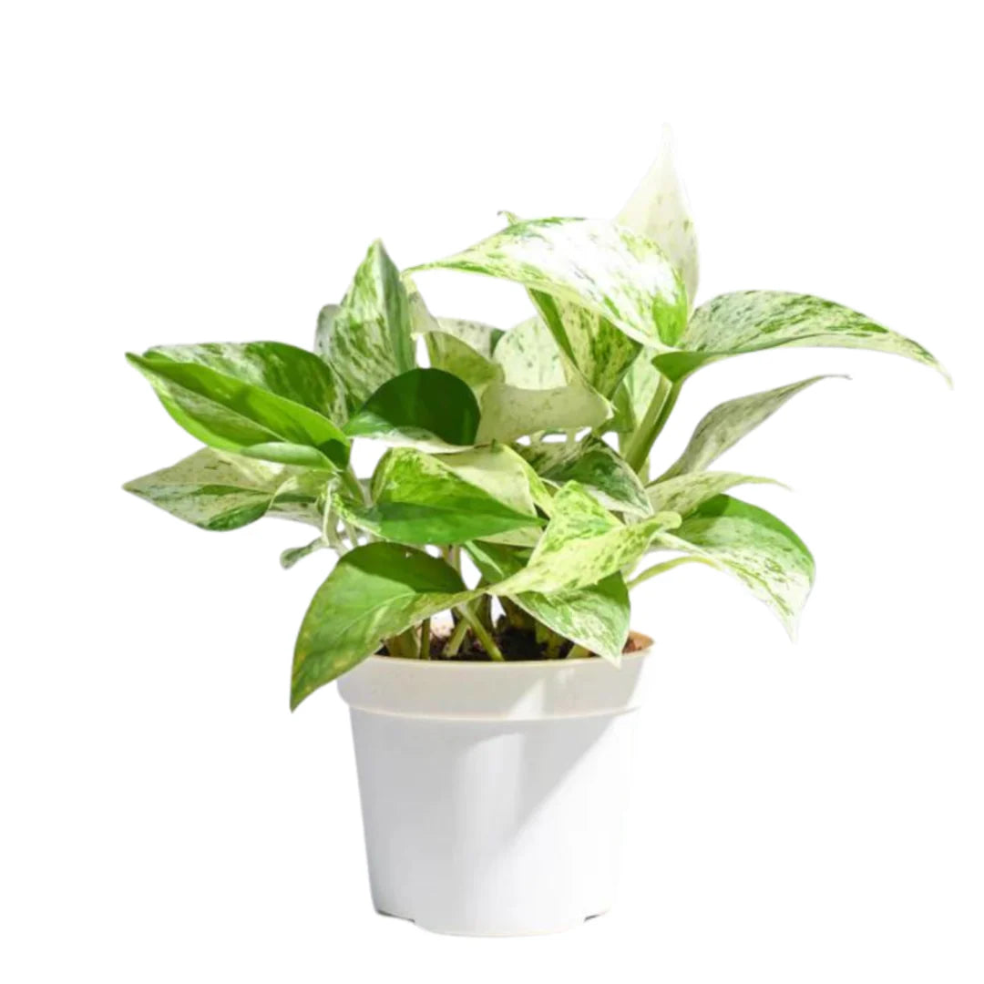 Green Money Plant + Money Plant Marble Queen + Money Plant Golden | Evergreen Money plants( set of 3)