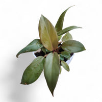 Philodendron Black Cardinal - plant store® 
