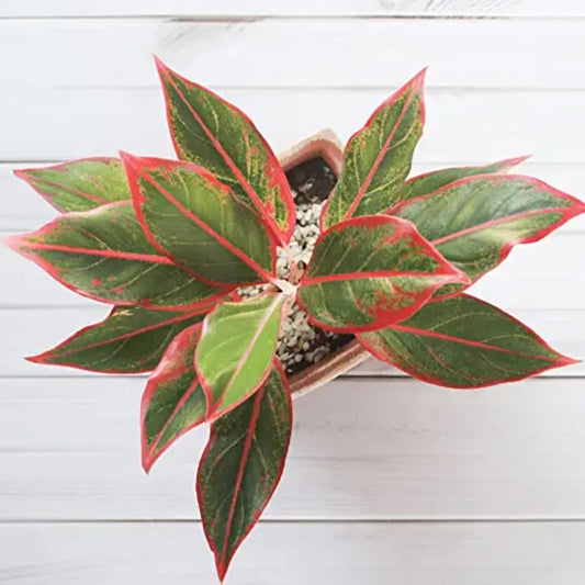 Aglaonema Lipstick Indoor Live Natural Plant