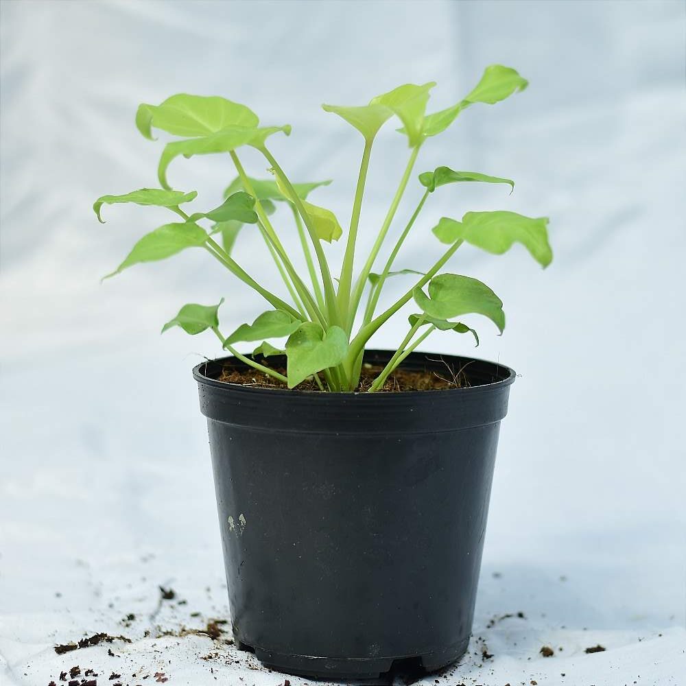 Philodendron Xanadu Golden/Neon - plant store® 