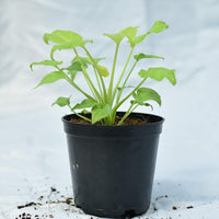 Philodendron Xanadu Golden/Neon - plant store® 