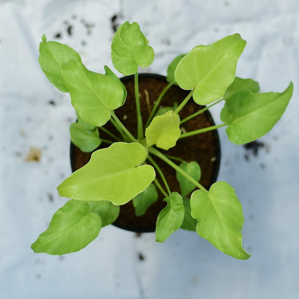 Philodendron Xanadu Golden/Neon