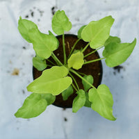 Philodendron Xanadu Golden/Neon - plant store® 