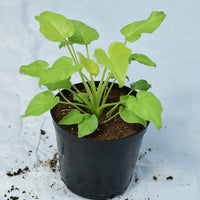 Philodendron Xanadu Golden/Neon - plant store® 