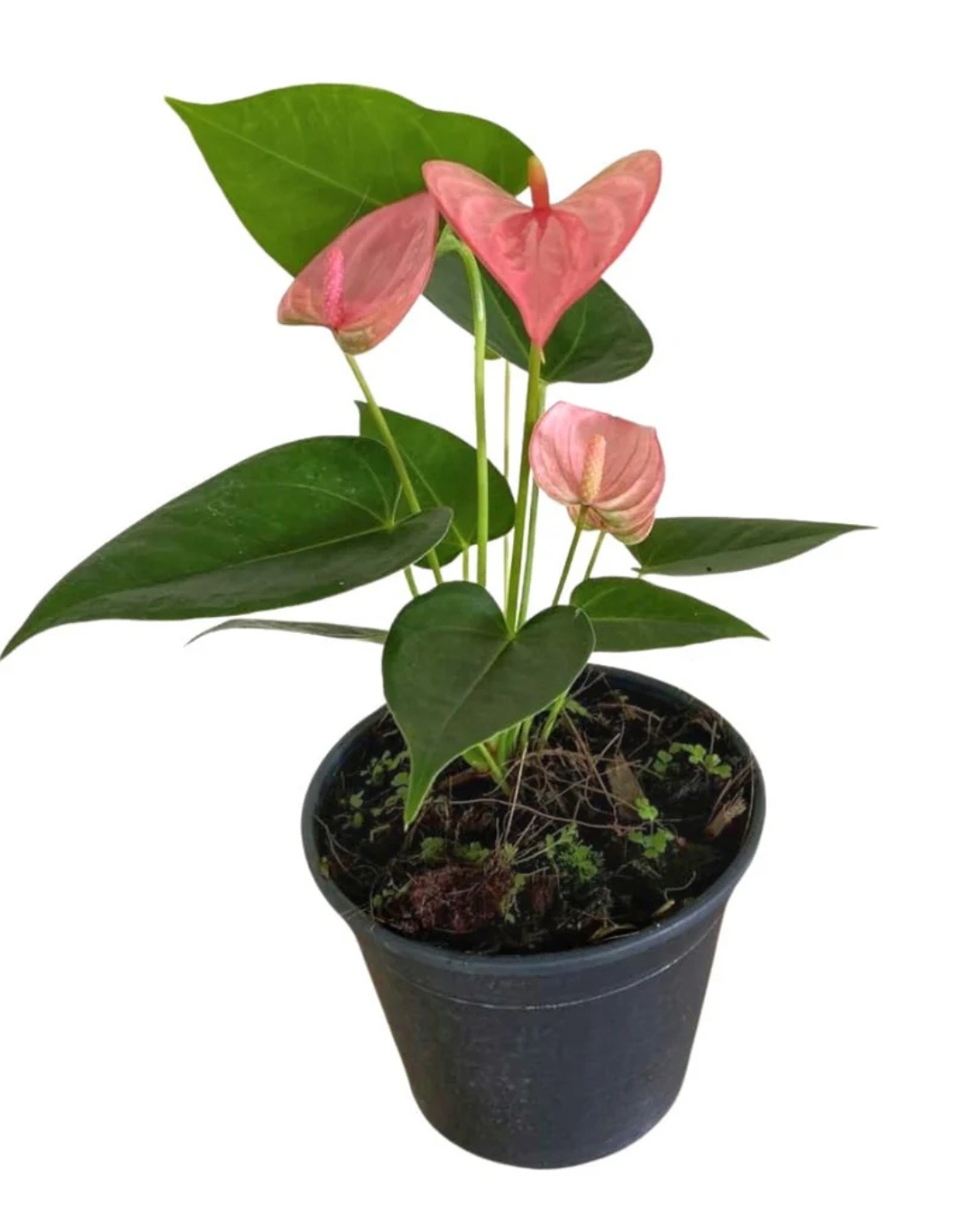 Anthurium Plants (with minimum 2 flowers)