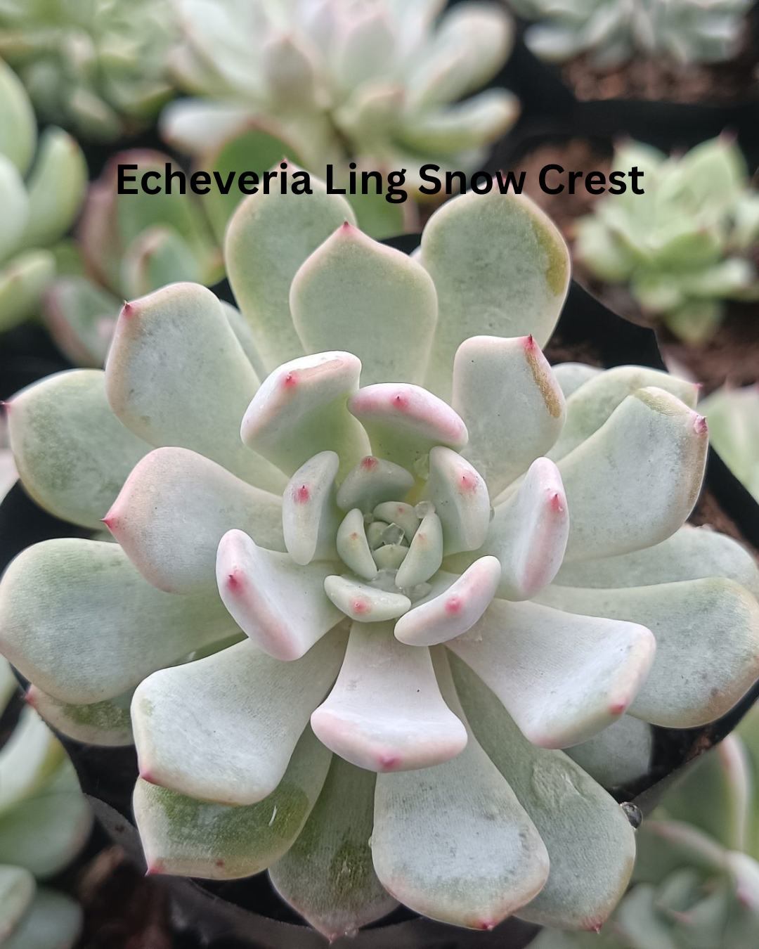 The Ultimate Echeveria Collection - 8 Different Varieties of Echeverias - plant store® 