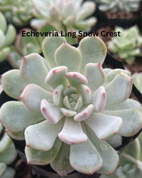 The Ultimate Echeveria Collection - 8 Different Varieties of Echeverias - plant store® 