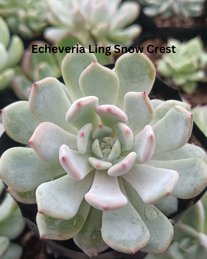 The Ultimate Echeveria Collection - 8 Different Varieties of Echeverias