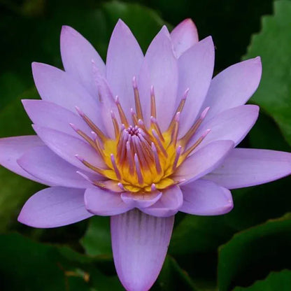 Waterlily 'Key Largo'