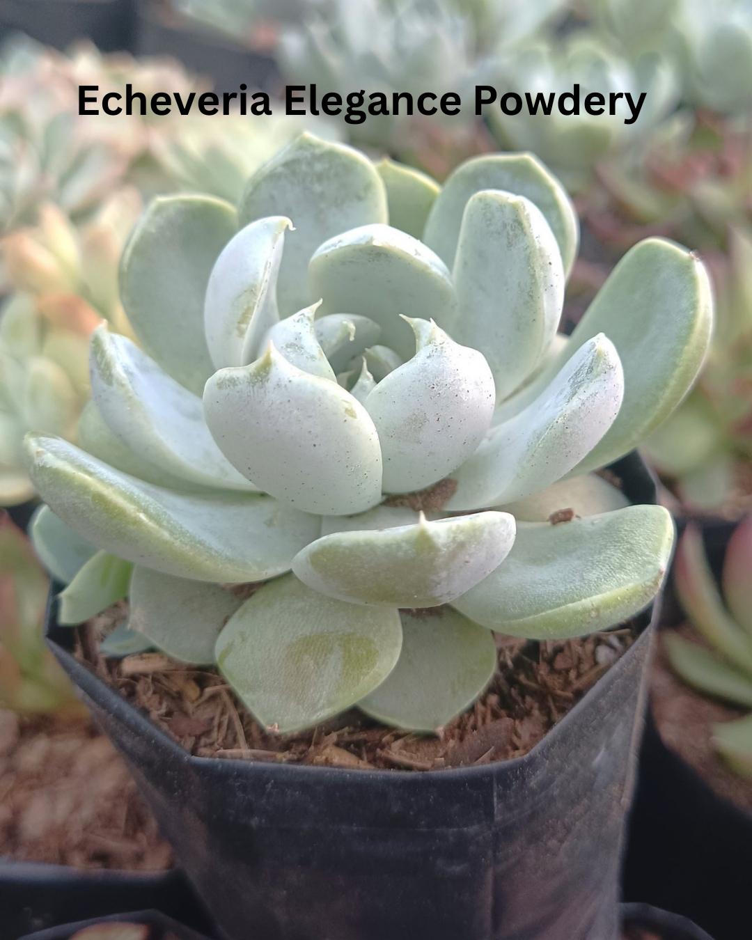 The Ultimate Echeveria Collection - 8 Different Varieties of Echeverias