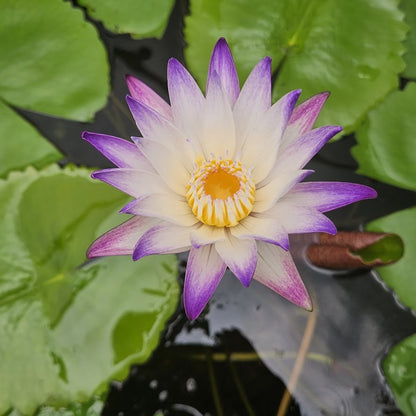 Waterlily 'Purple Joy'