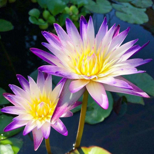 Waterlily 'Purple Joy'