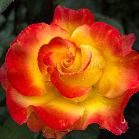 Hybrid Rose Plant