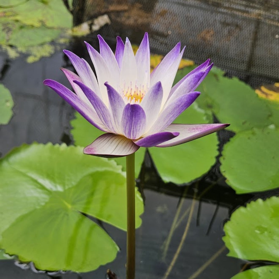 Waterlily 'Purple Joy'