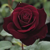 Hybrid Rose Plant