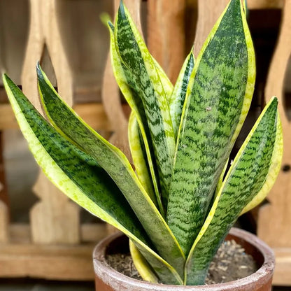 Snake Plant (Sansevieria Laurentii)