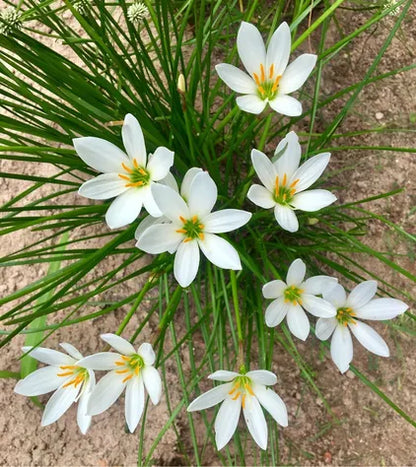 Rain Lily Zephyranthes Plant (White Flowers)