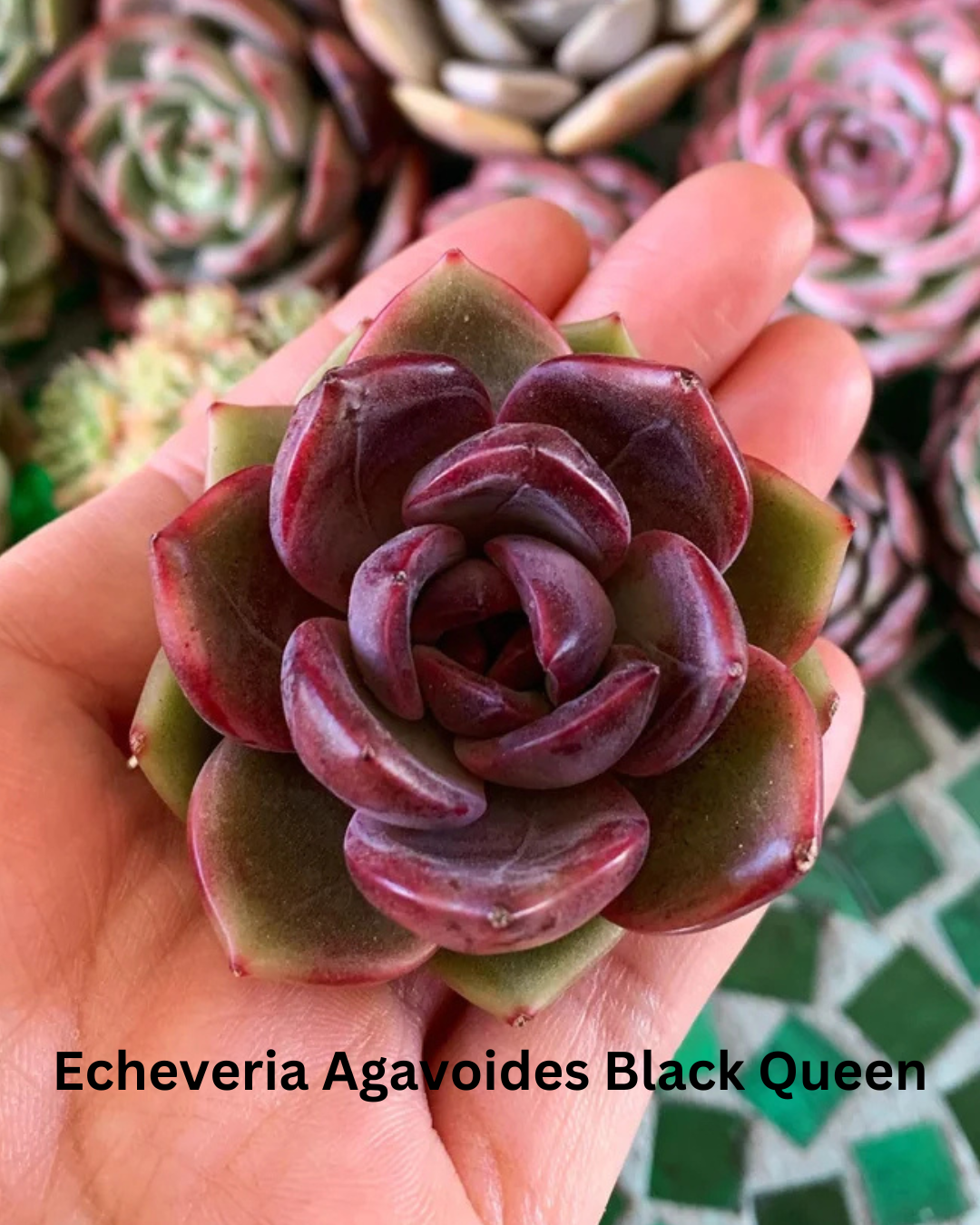 The Ultimate Echeveria Collection - 8 Different Varieties of Echeverias - plant store® 