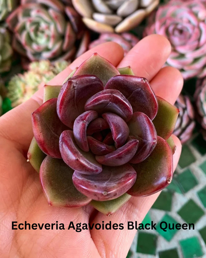 The Ultimate Echeveria Collection - 8 Different Varieties of Echeverias