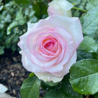 Hybrid Rose Plant