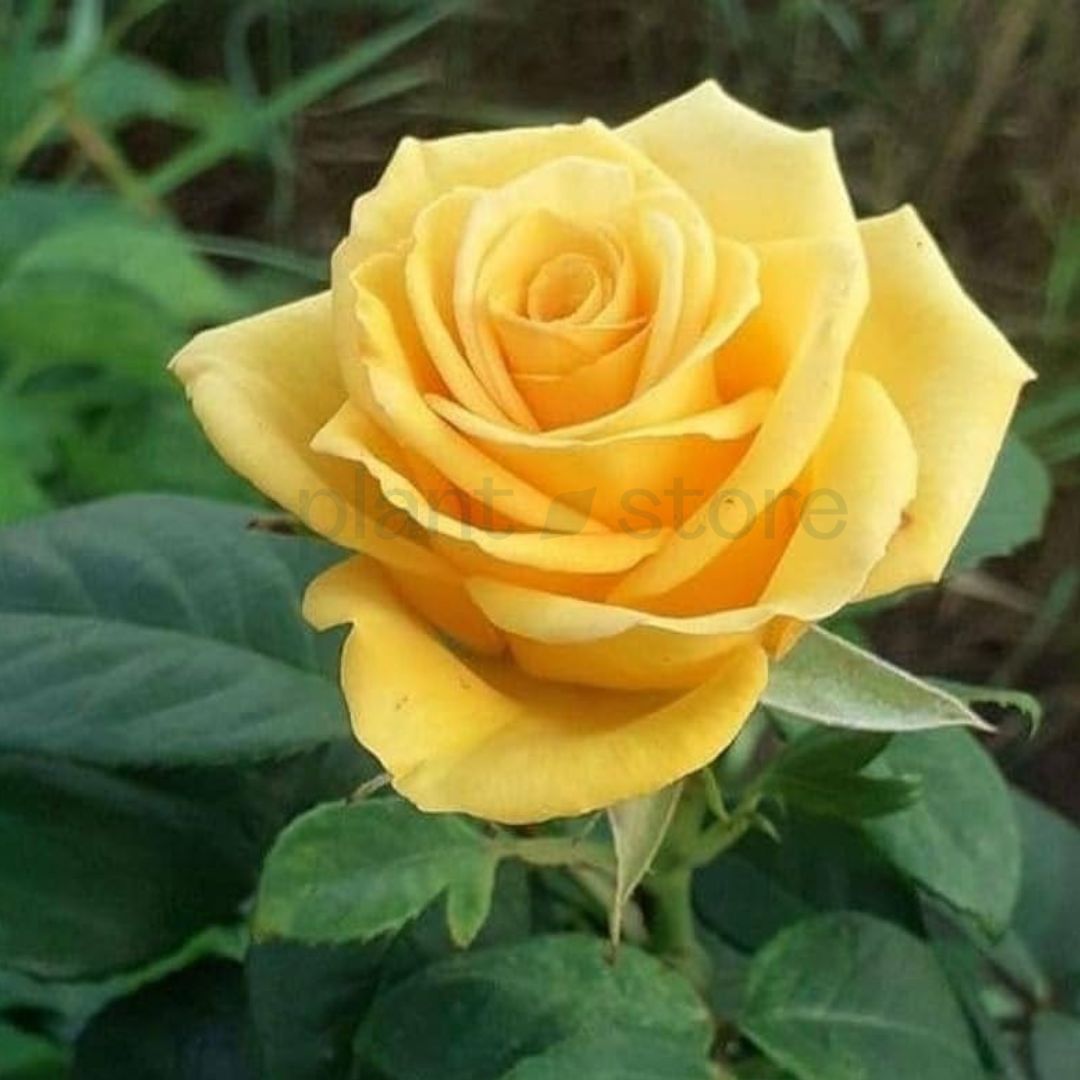Hybrid Rose Plant