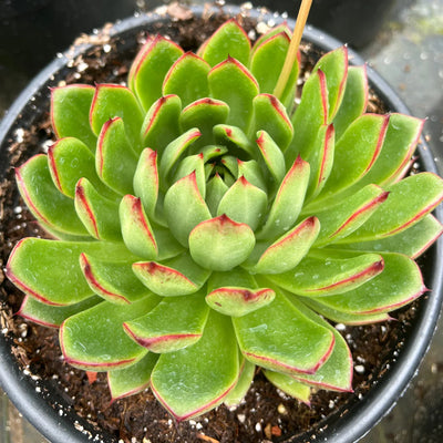 Echeveria Red Blush