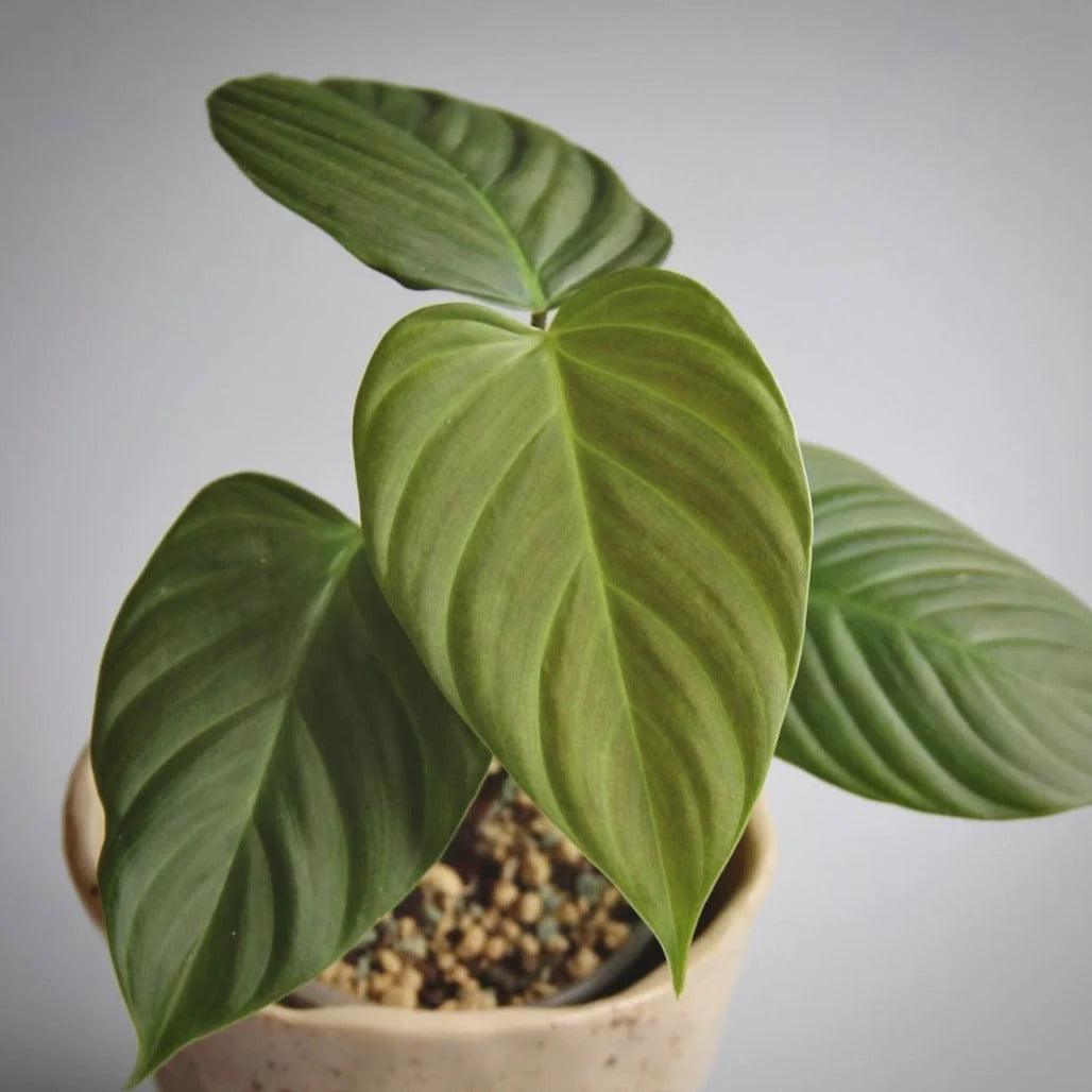 Philodendron Nangaritense - plant store® 
