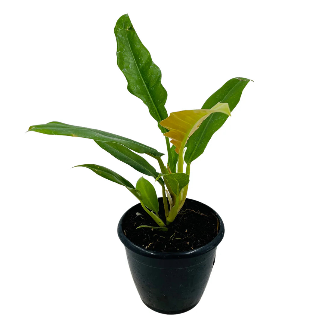 Philodendron Narrow Escape - plant store® 