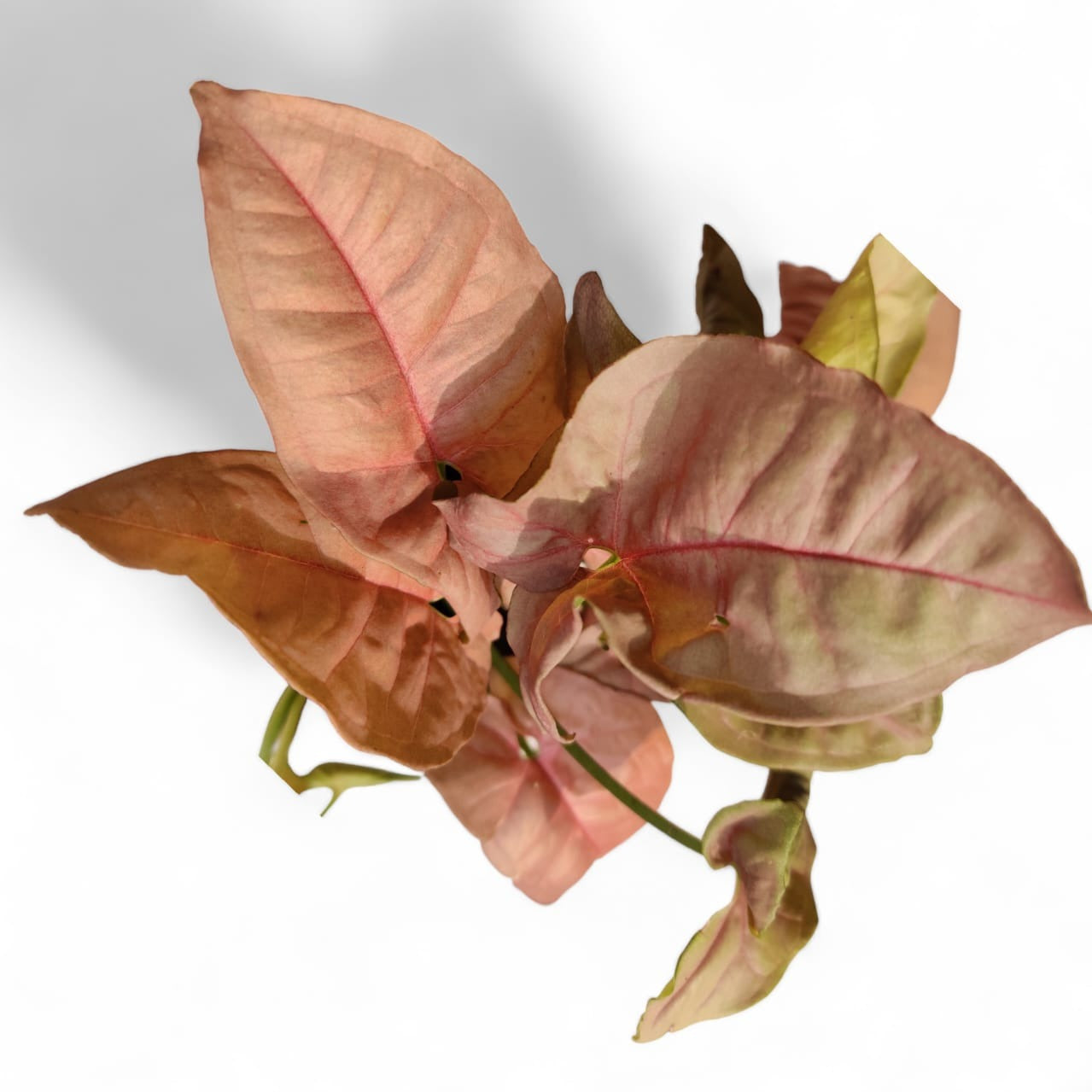 Syngonium Pink - plant store® 